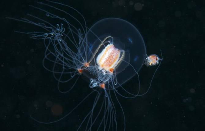 Alexander Semenov Expedition to Shoot Creatures of the Deep