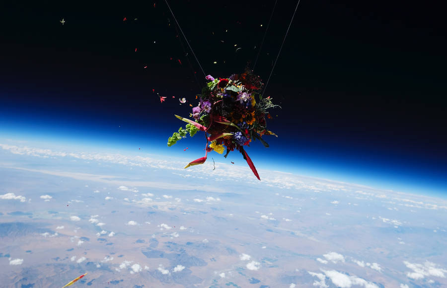 Incredible Flowers in Space Experiment