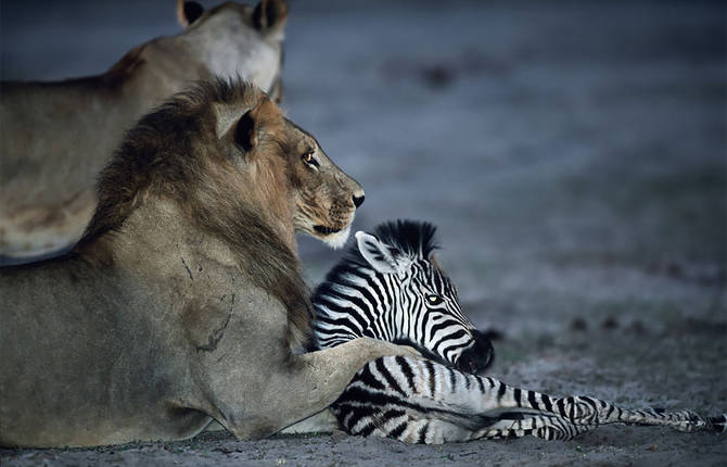 Wildlife Photographer Of The Year 2017