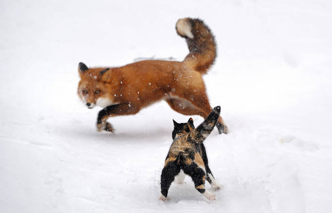 Wildlife Photographer Of The Year 2017