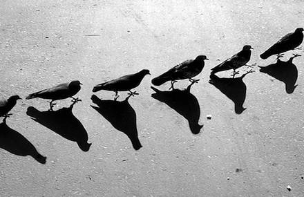 Black & White Photographs by André Kertesz