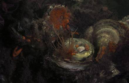 Mysterious Still Life Submerged by Elspeth Diederix