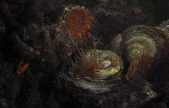 Mysterious Still Life Submerged by Elspeth Diederix