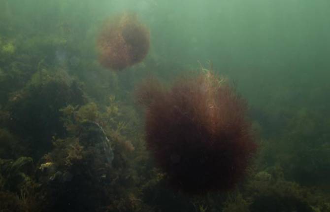 Mysterious Still Life Submerged by Elspeth Diederix
