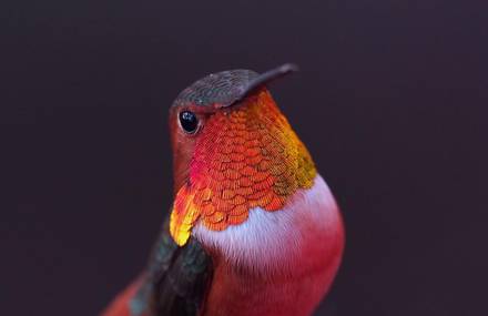 Hummingbird Photographs by the Researcher Melanie Barboni