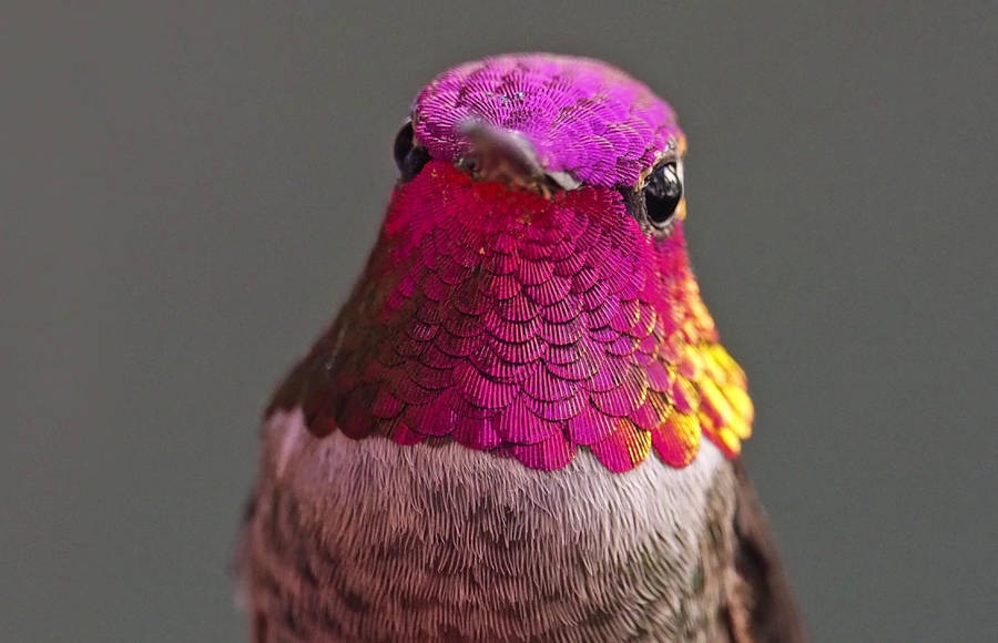 Hummingbird Photographs by the Researcher Melanie Barboni