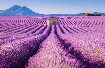 Stunning Pictures of Lavender Fields