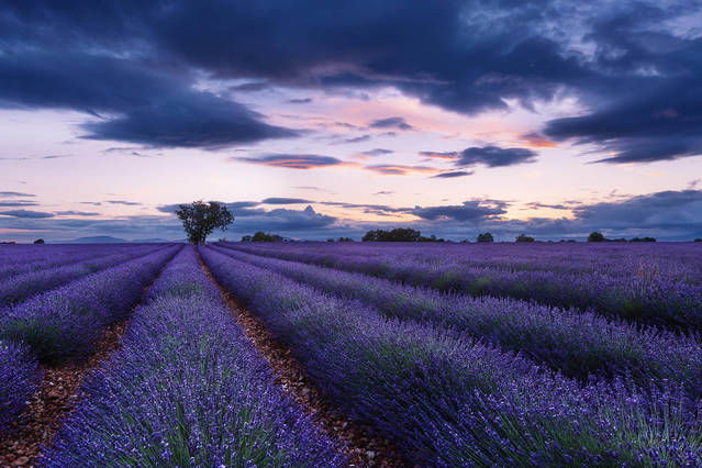 Stunning Pictures of Lavender Fields – Fubiz Media