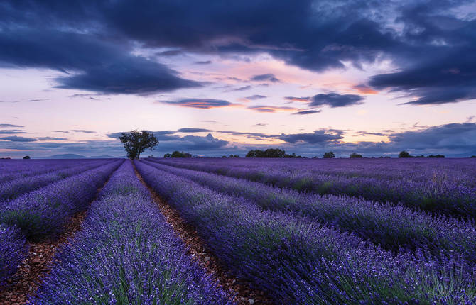 Stunning Pictures of Lavender Fields