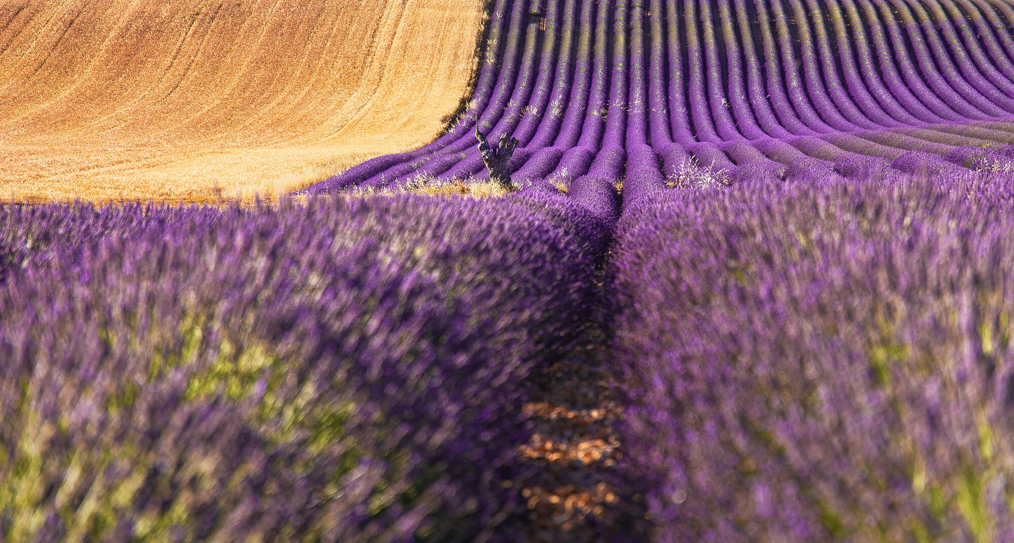 valensole3