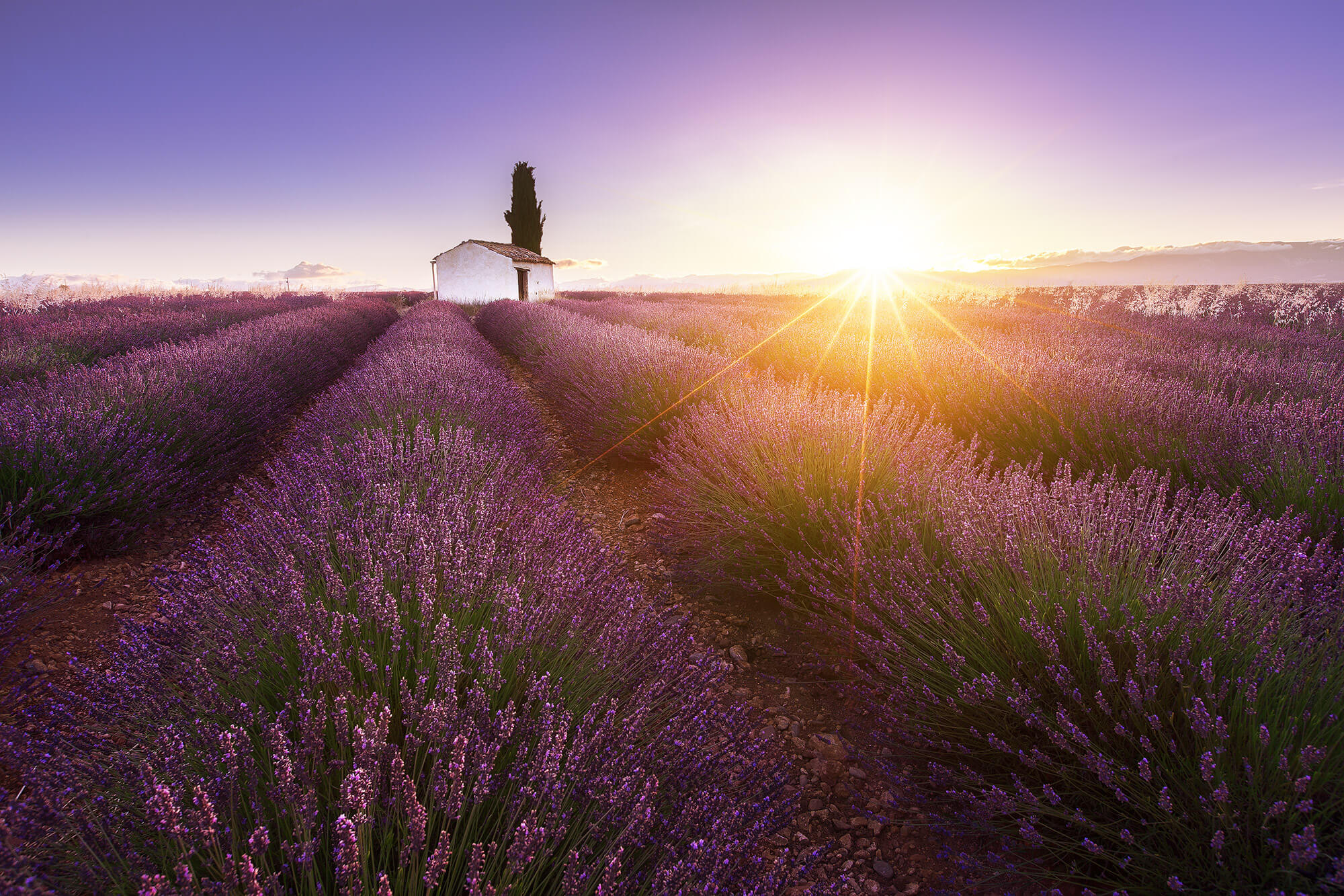 valensole4