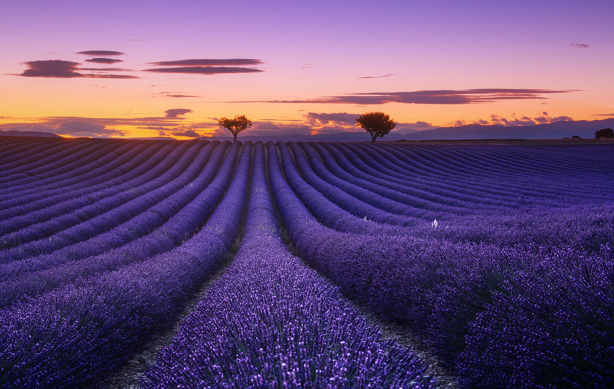 valensole5