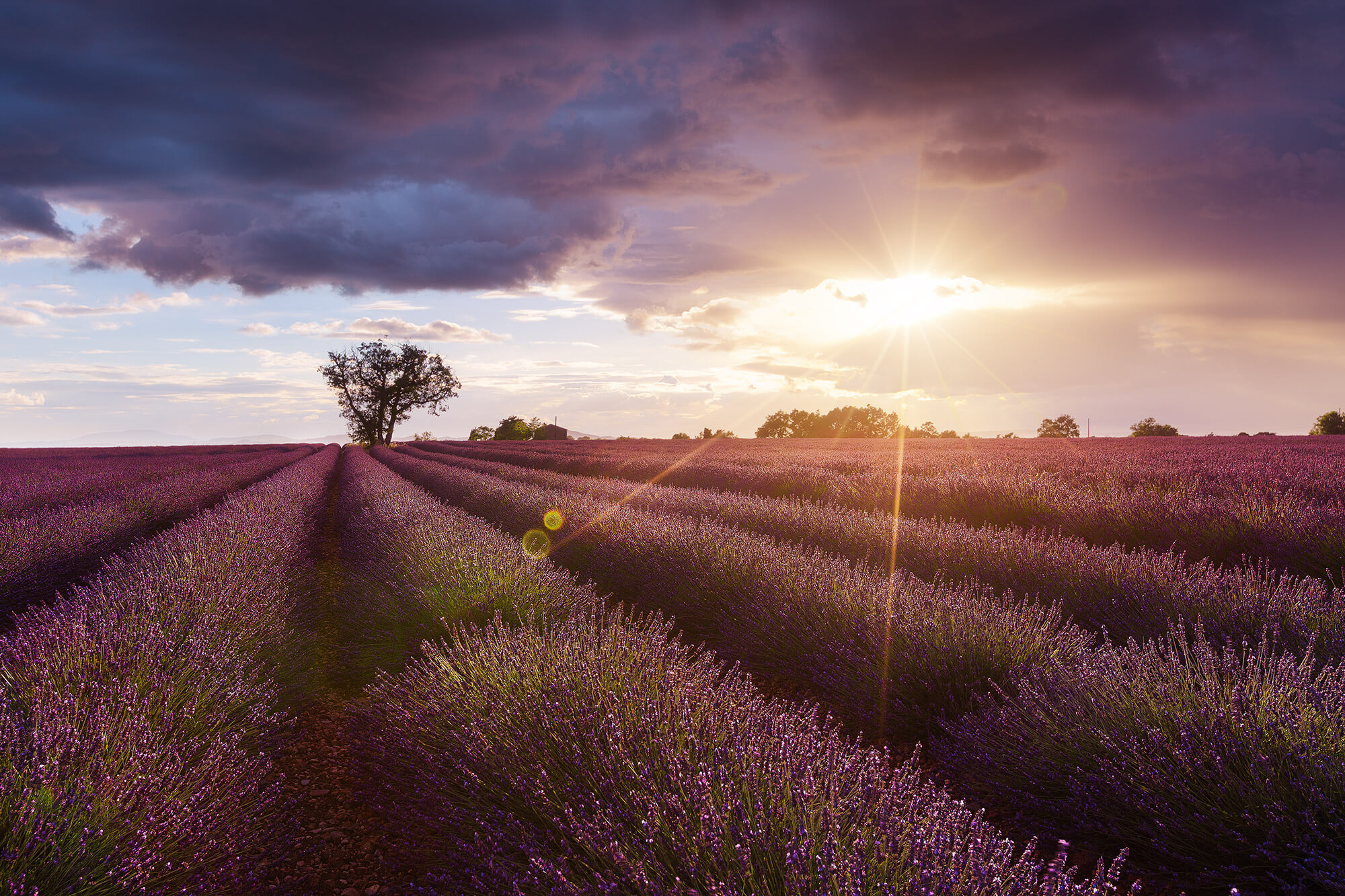 valensole7