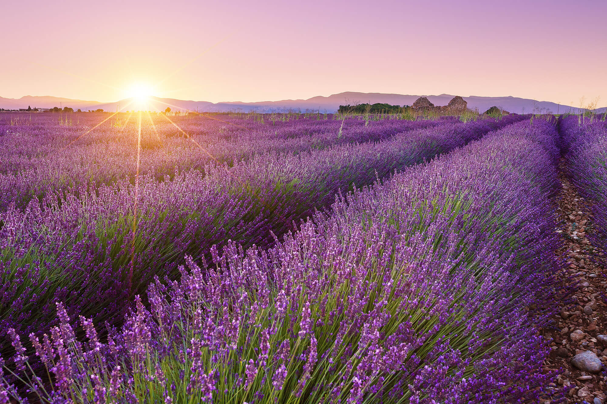 valensole8