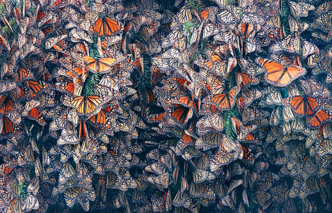 Amazing Photographs of Endangered Species by Tim Flach