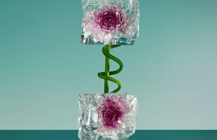 Freezing Flowers by Paloma Rincon