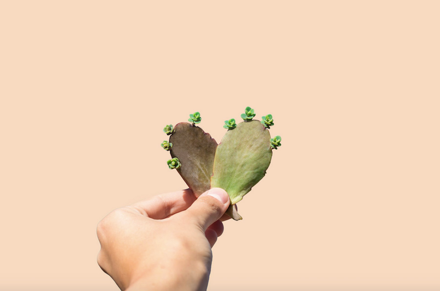 fubiz-filmgarden-succulent-party-photography-01