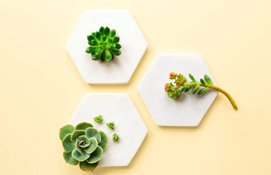 Party Plants Compositions by Australian Studio Filmgarden