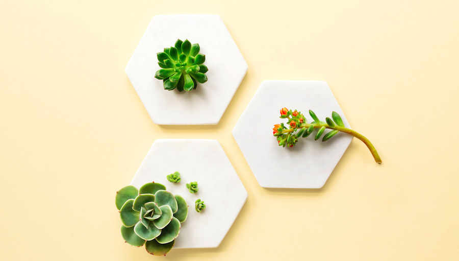 fubiz-filmgarden-succulent-party-photography-05