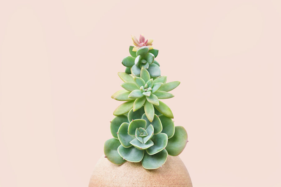 fubiz-filmgarden-succulent-party-photography-06