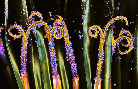 Strange Microscope Photography of Nature