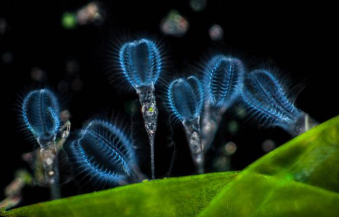 Strange Microscope Photography of Nature