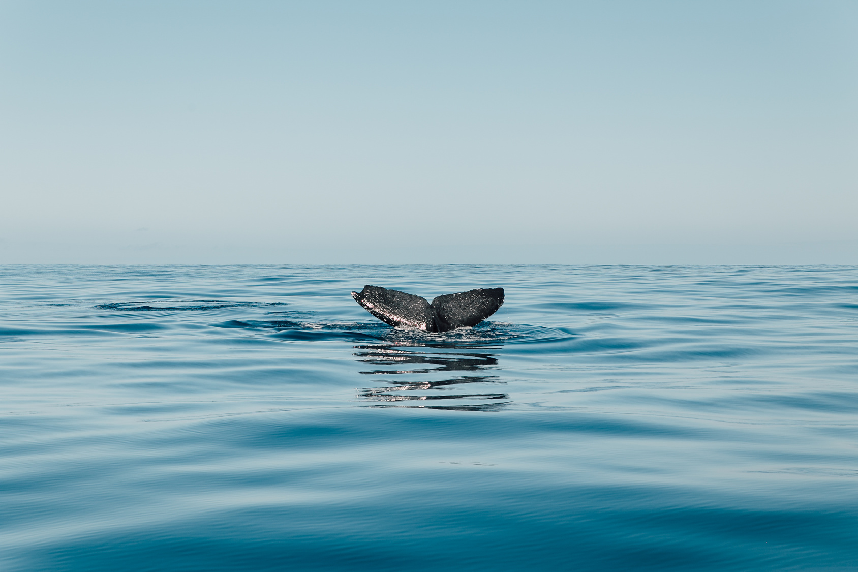 Whale Tail on Ocean