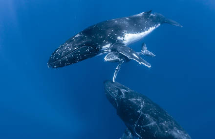 Fascinating Journey in the Blue World with Whales