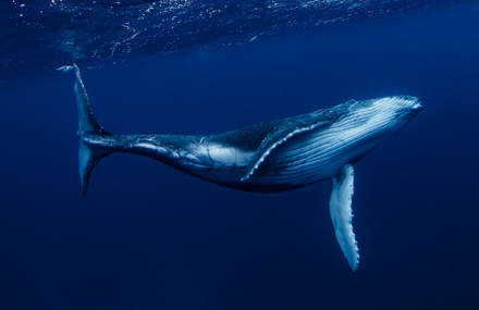 Fascinating Journey in the Blue World with Whales