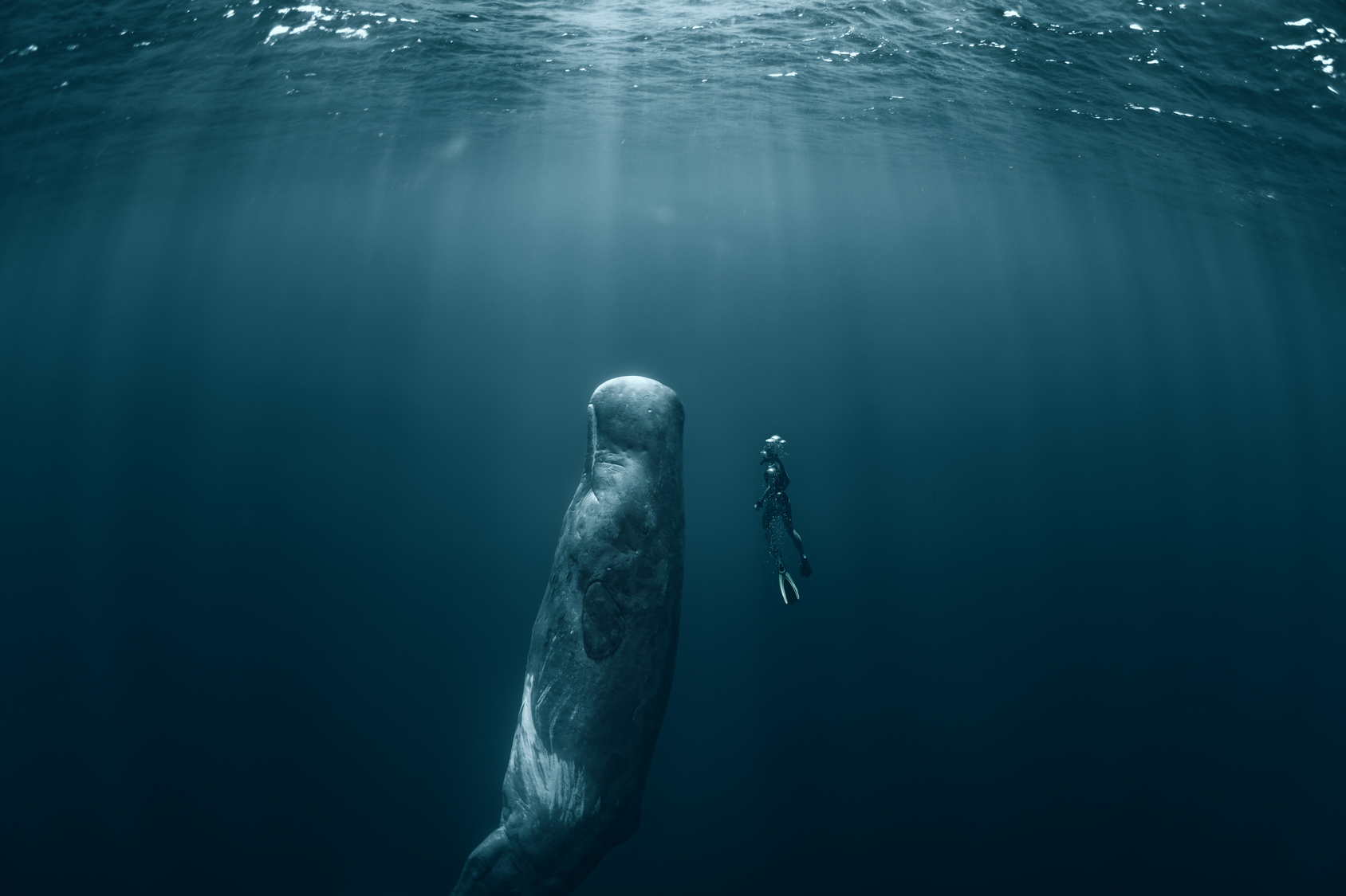 Sperm whale and Freediver