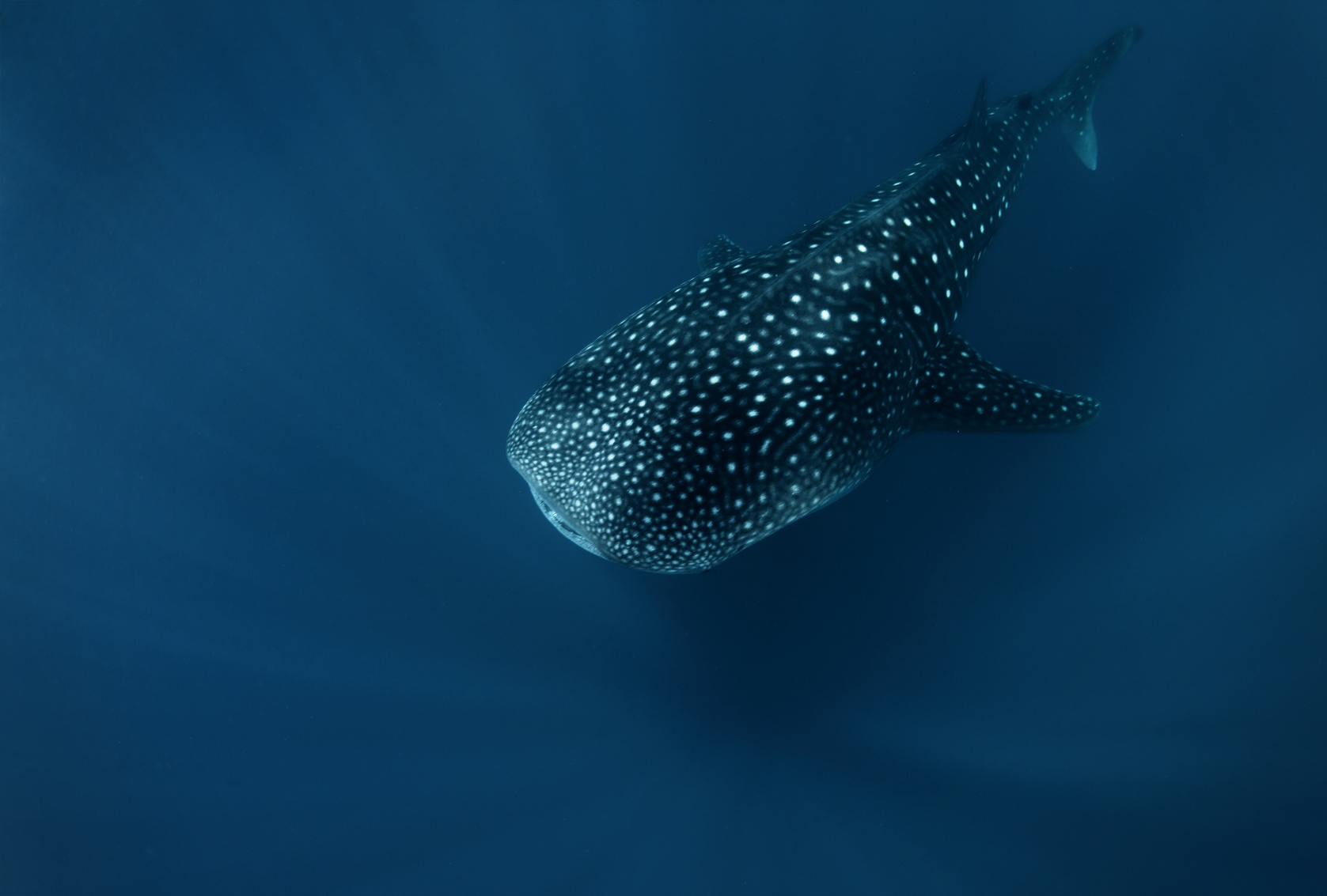 A whale shark swimming under the sea.