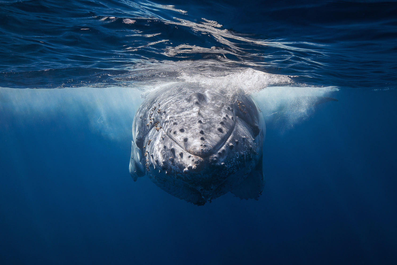 Humpback whale swimming underwater.