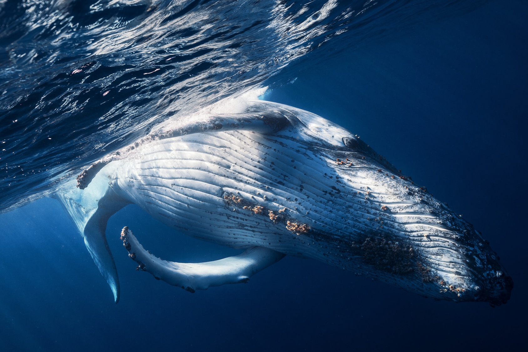 A humpback whale.