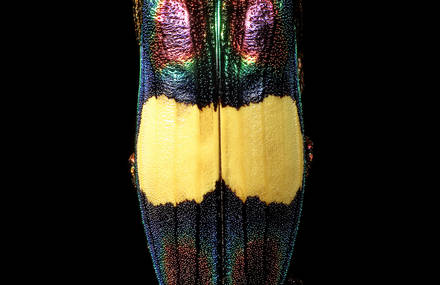 Stunning Pictures of Colourful Insects