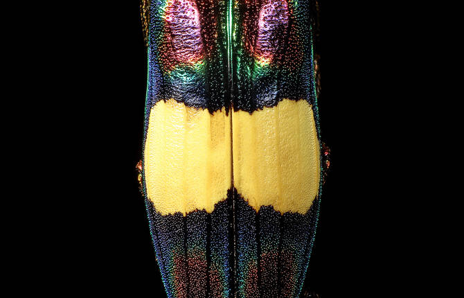 Stunning Pictures of Colourful Insects