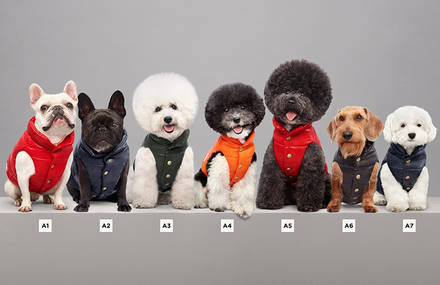 Luxury Puffer Jackets for Dogs by Moncler