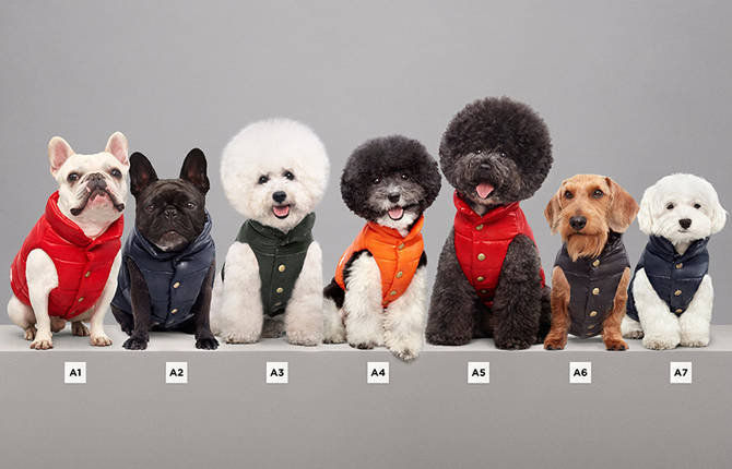 Luxury Puffer Jackets for Dogs by Moncler
