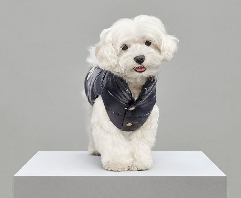 Moncler Dog3