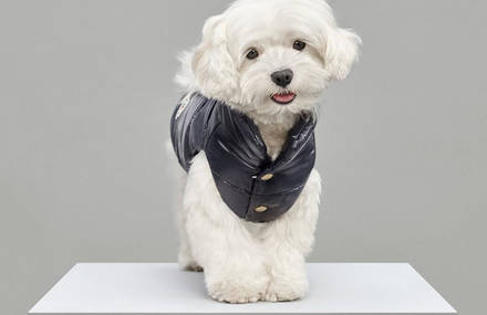 Luxury Puffer Jackets for Dogs by Moncler