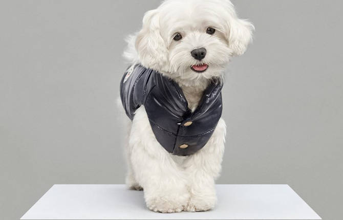 Luxury Puffer Jackets for Dogs by Moncler