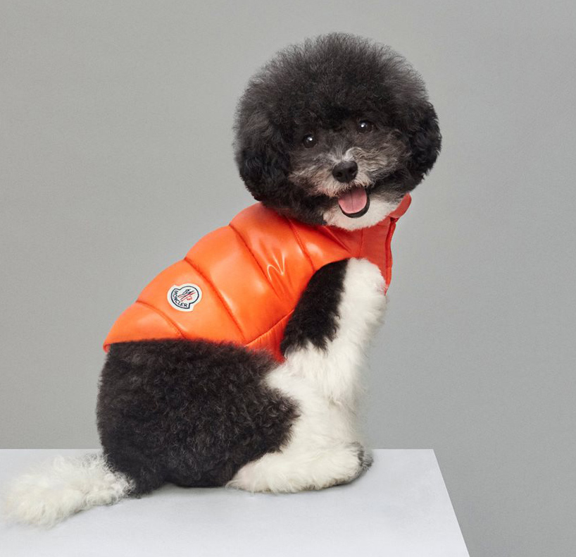 Moncler Dog4