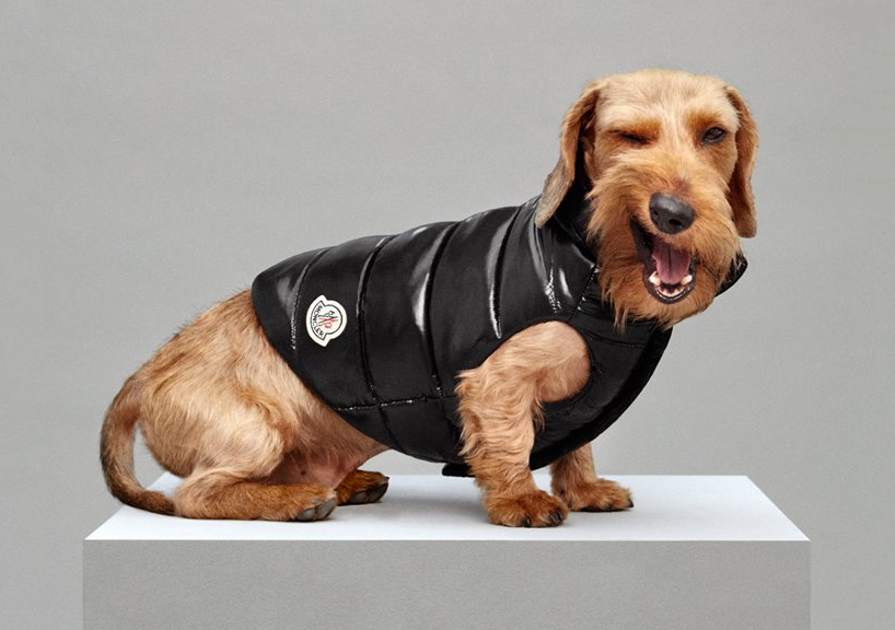 Moncler Dog5