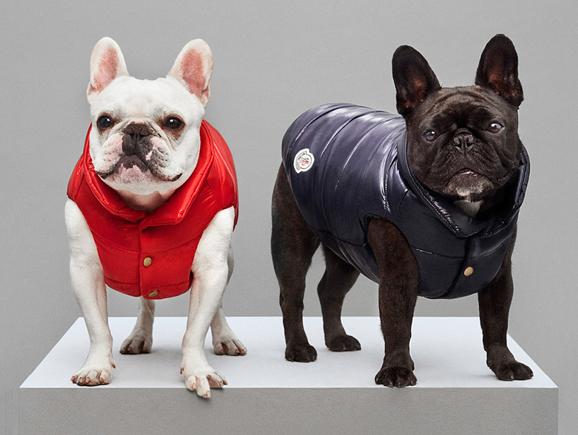 Moncler Dog6