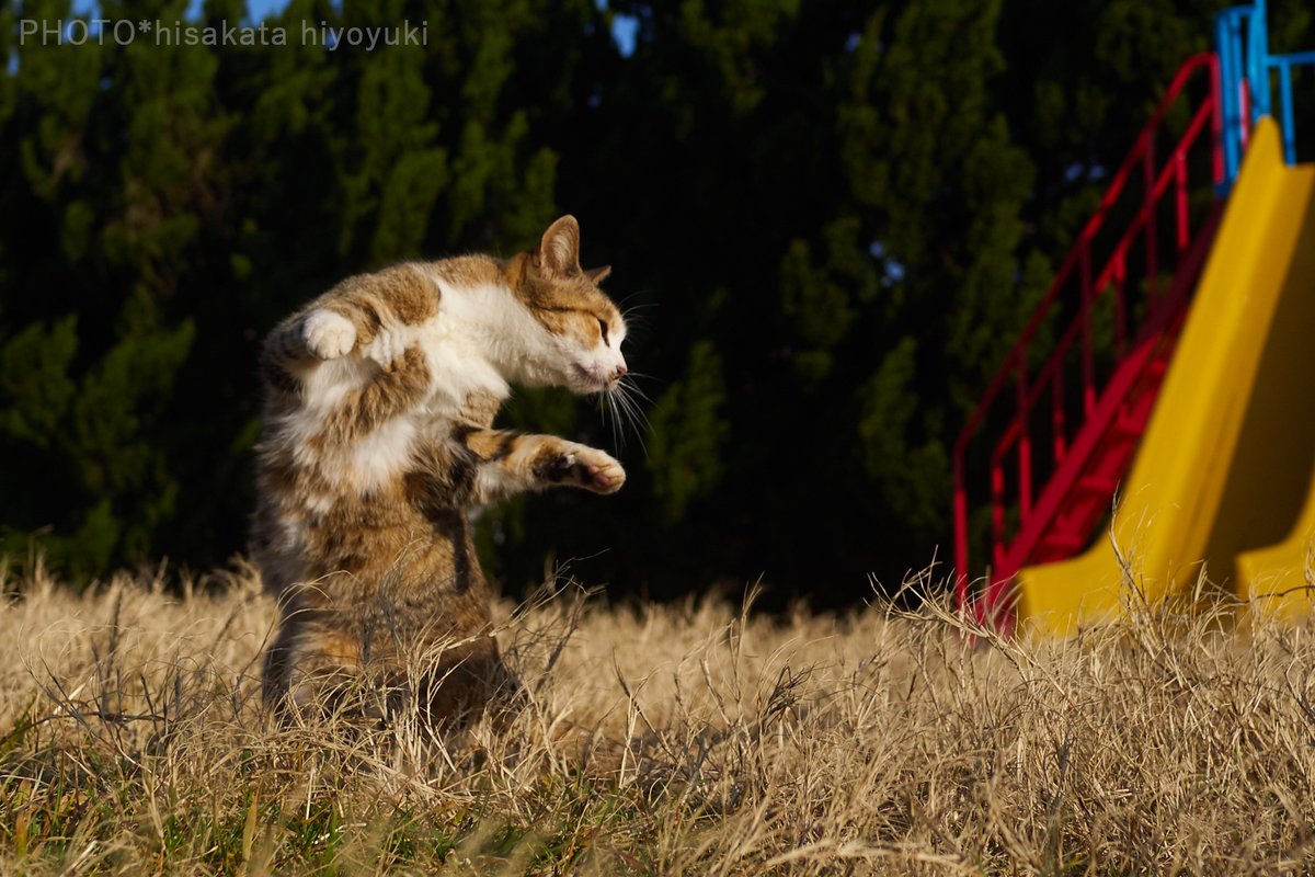 fubiz-ninja-cats-hisakata-hiroyuki-03