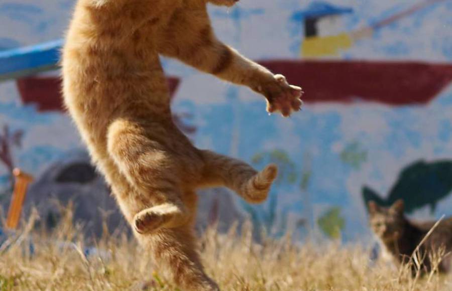 Amusing Shots of Cats in Ninja Poses