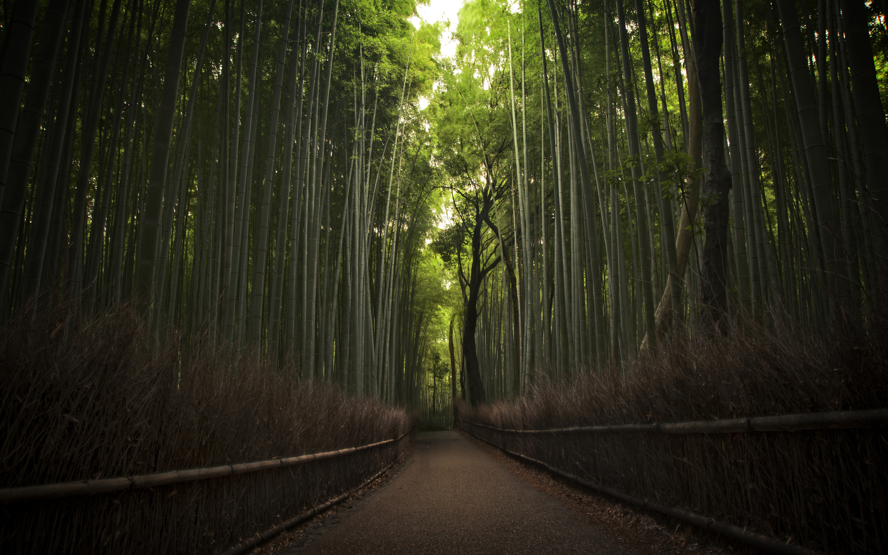 Arashiyama bamboo grove, Kyoto, Japan