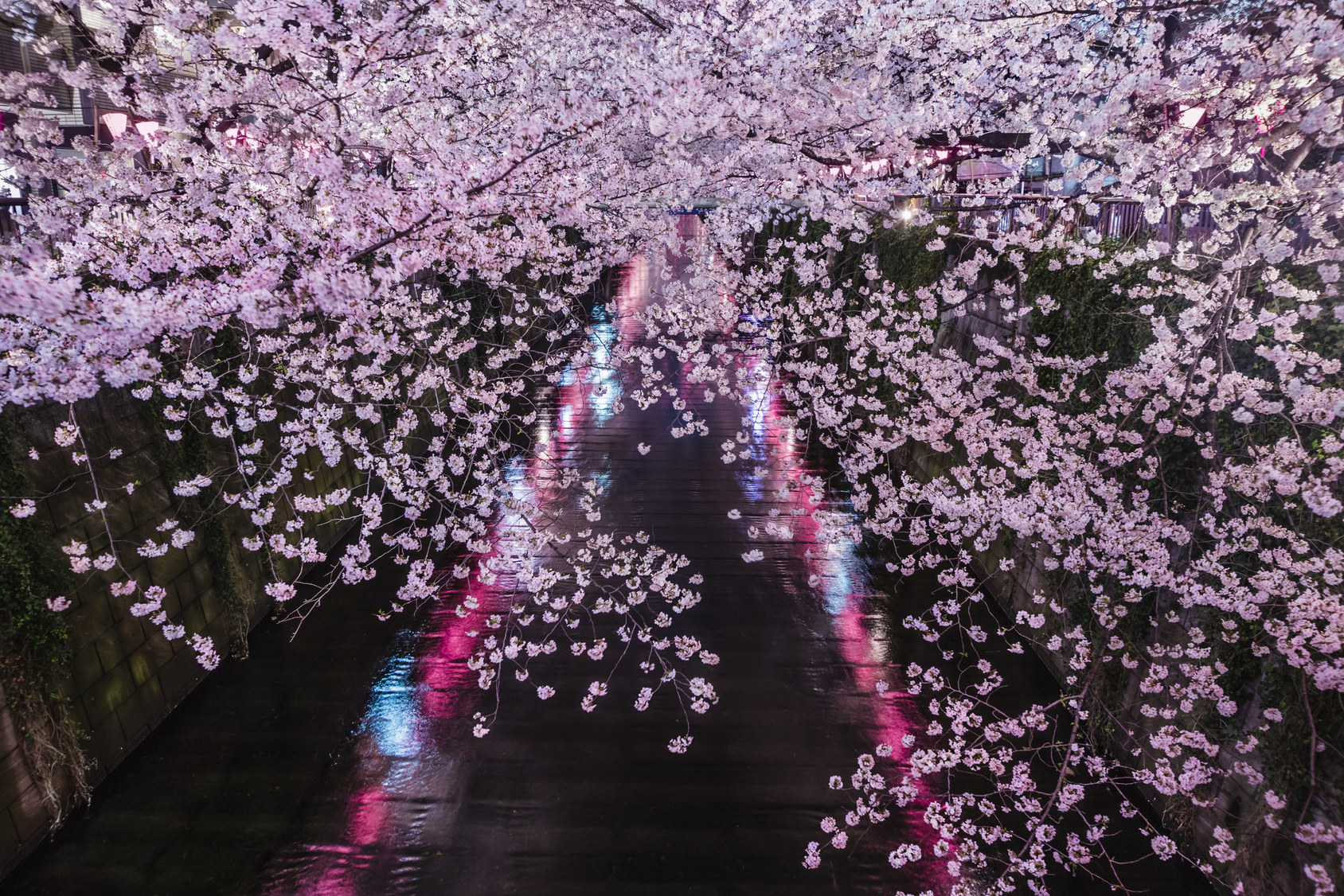 Japanese cherry blossoms at night over Meguro River