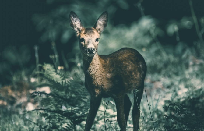 A Photographic Tribute to Wildlife
