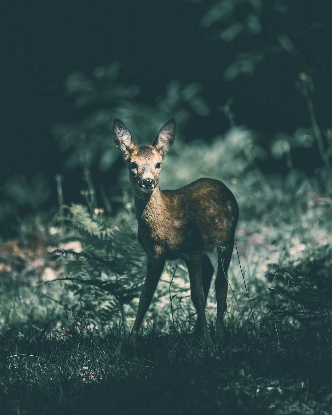 Alexis Rateau Wildlife photographies1