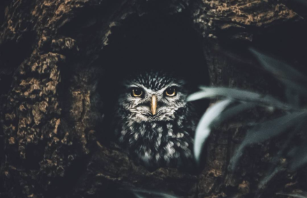 A Photographic Tribute to Wildlife